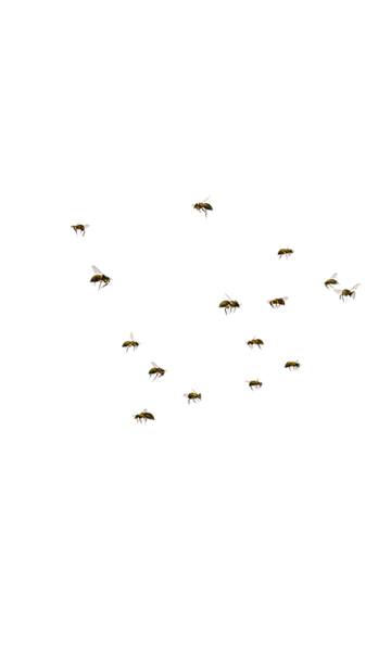 Bild: Animierter Bienenschwarm Sommerhage Insektenstop